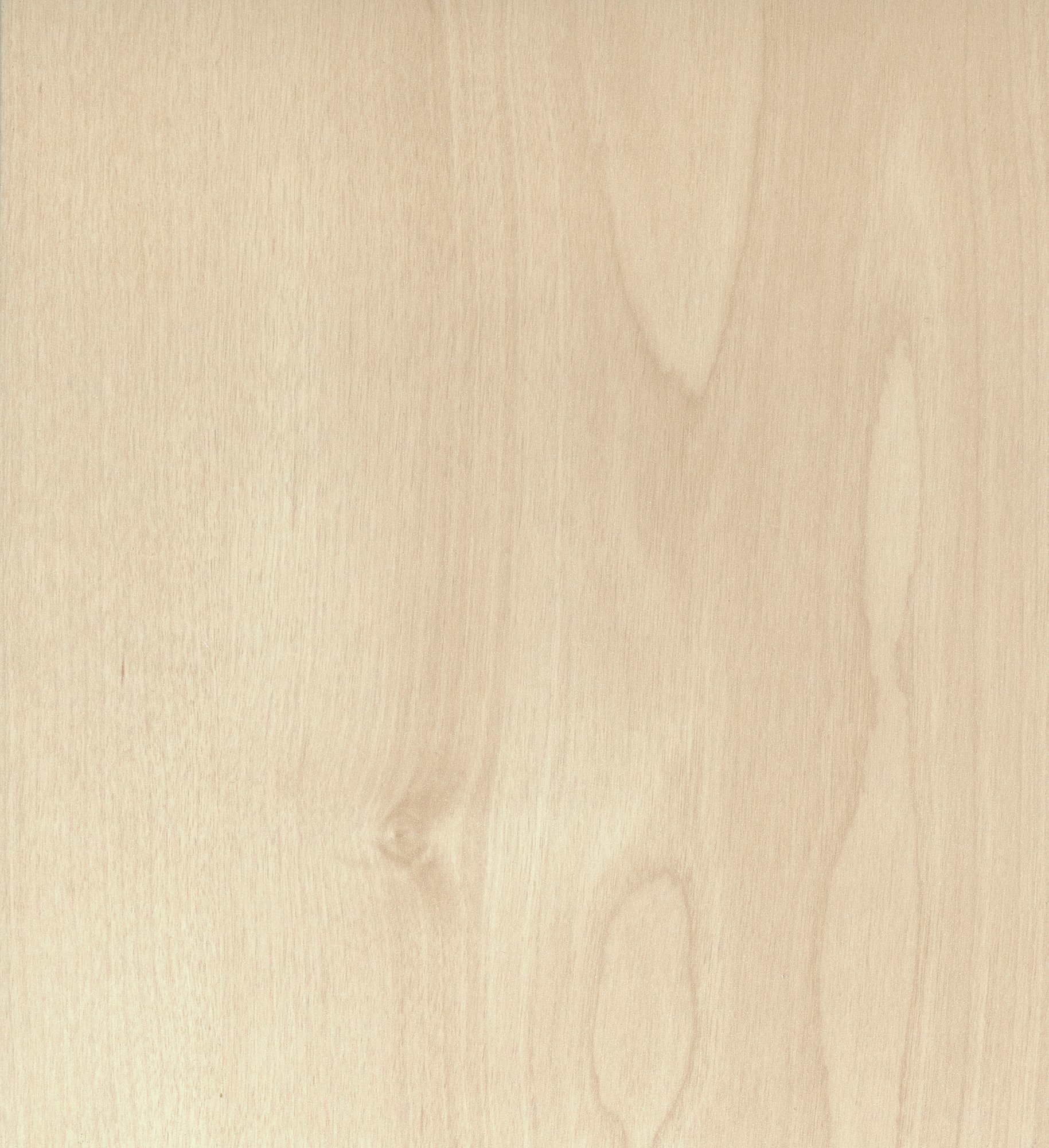 D1432 BS  Luna Birch 皓月桦木