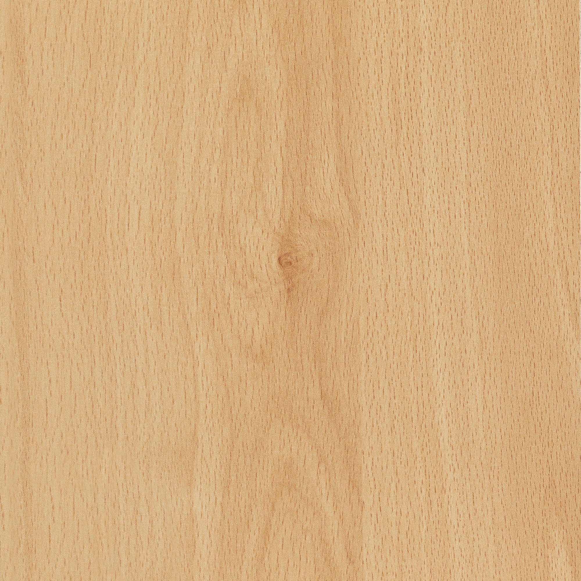 D1783 BS  Mangfall Beech 芒法尔山毛榉