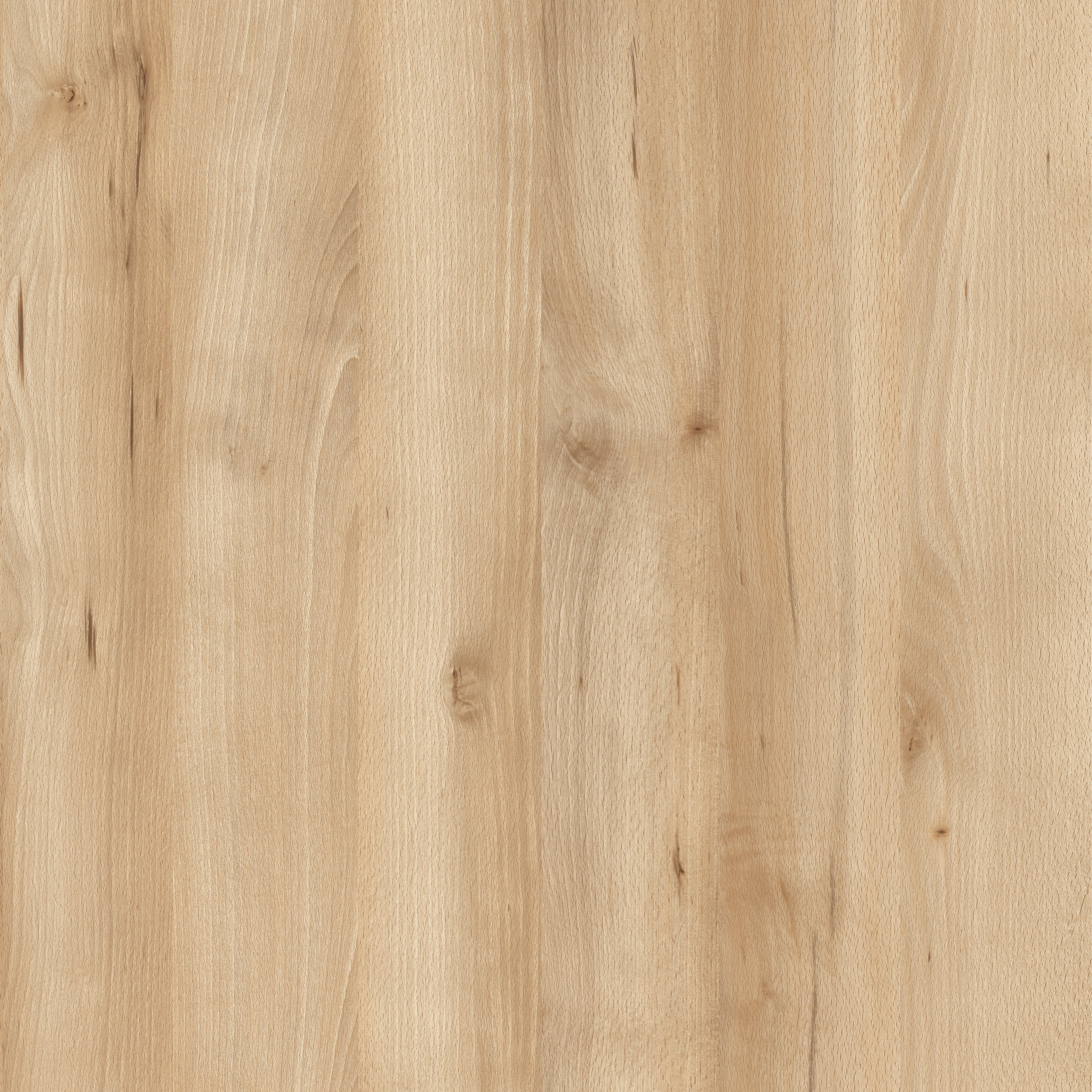 D5289 NA  Icoic Beech 自然山毛榉